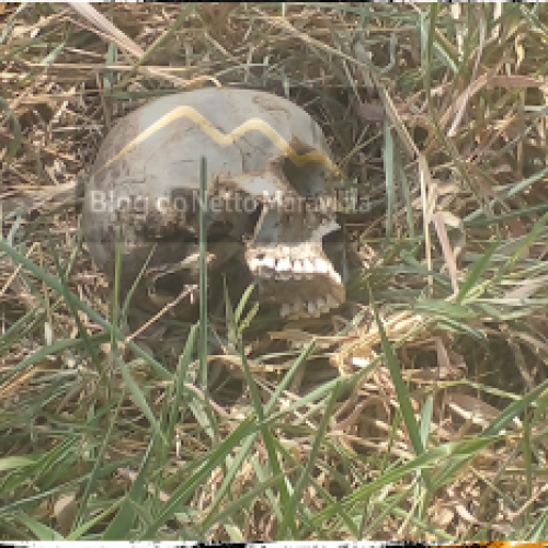 Adolescentes encontram crânio humano entre COHAB Cidade Nova 3 e Lagoa Grande em Senhor do Bonfim
